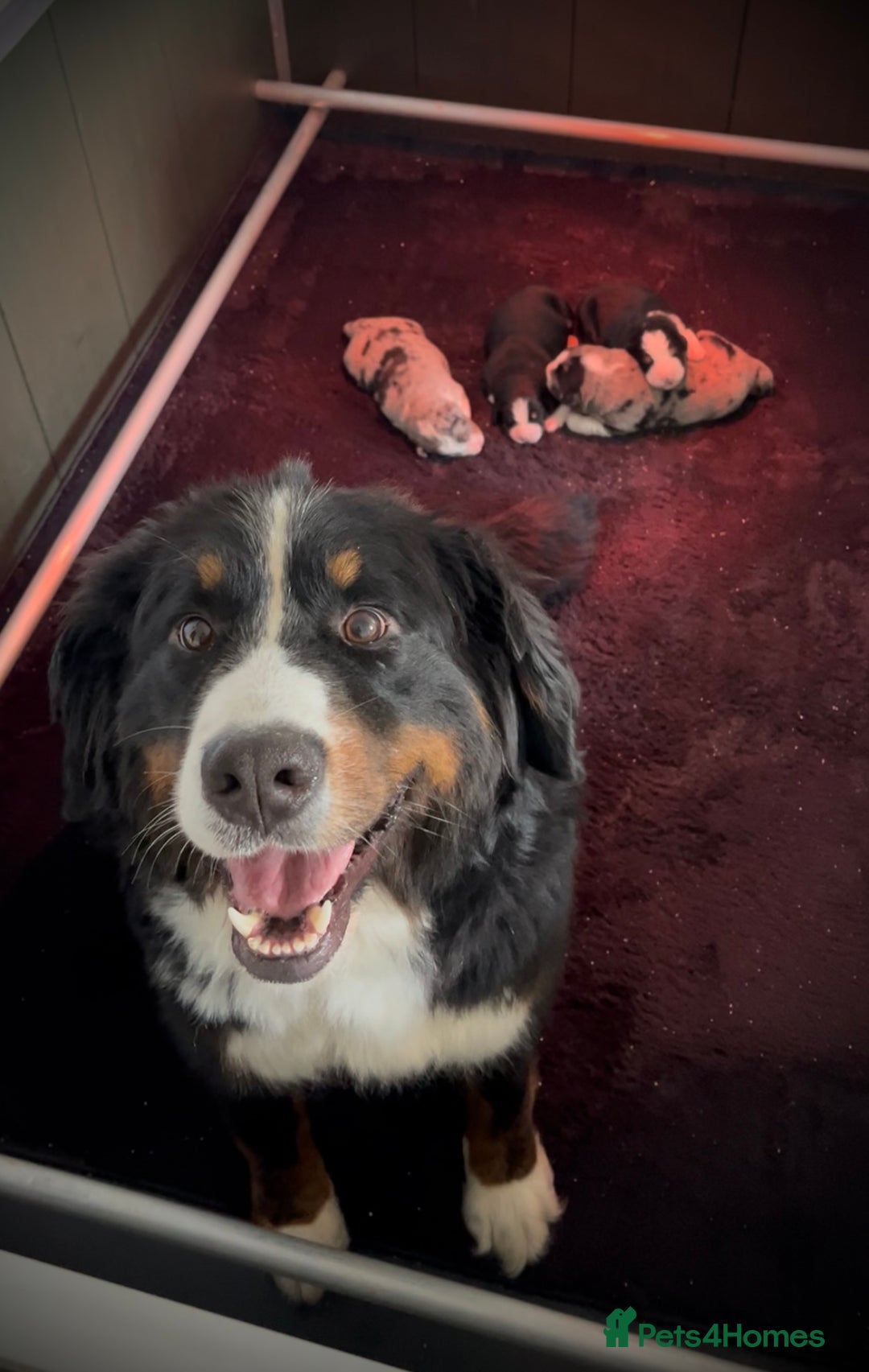 Mixed Breed dogs for sale: Merle & Tricolour Australian Mountain Dog Puppies - Image 1