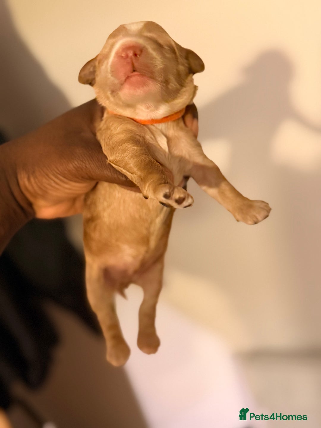 Cockapoo dogs for sale: Adorable Puppies Looking for Their Forever Homes! - Advert 11