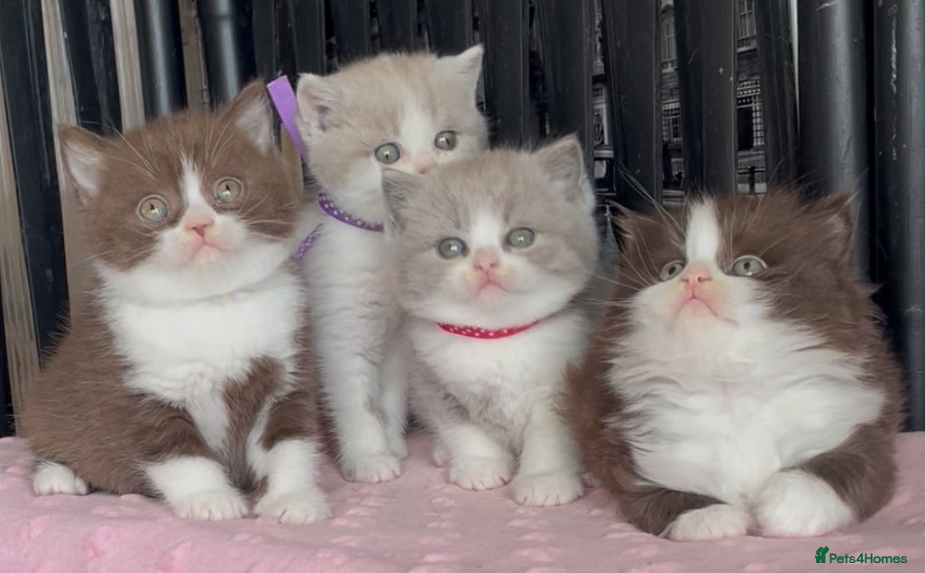 British Shorthair cats for sale: Beautiful BSH Champion line Kittens  - Advert 4