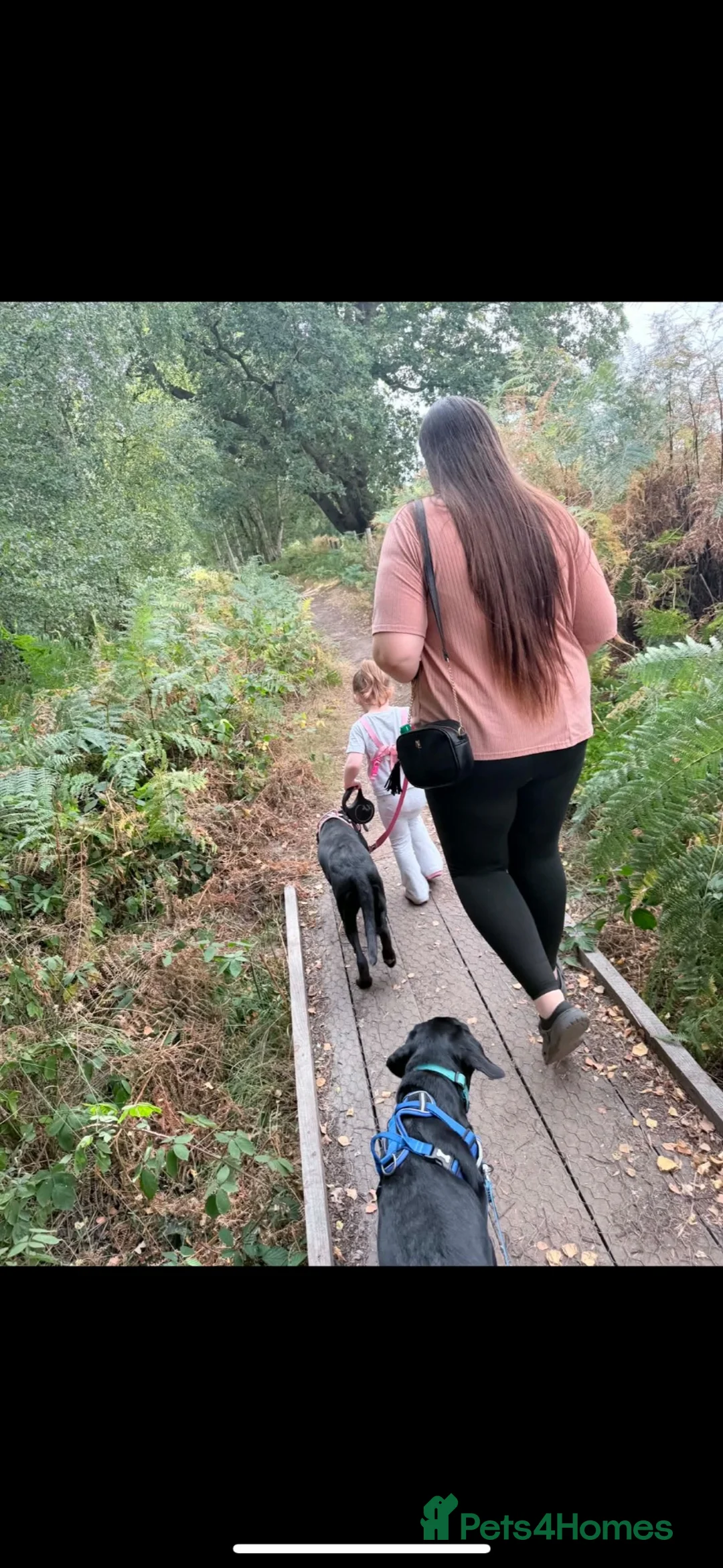 Labrador Retriever dogs for sale: Female 6months old lab  in Selby - Advert 2