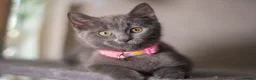 British Shorthair cats for sale: British shorthair kittens  - Advert 15