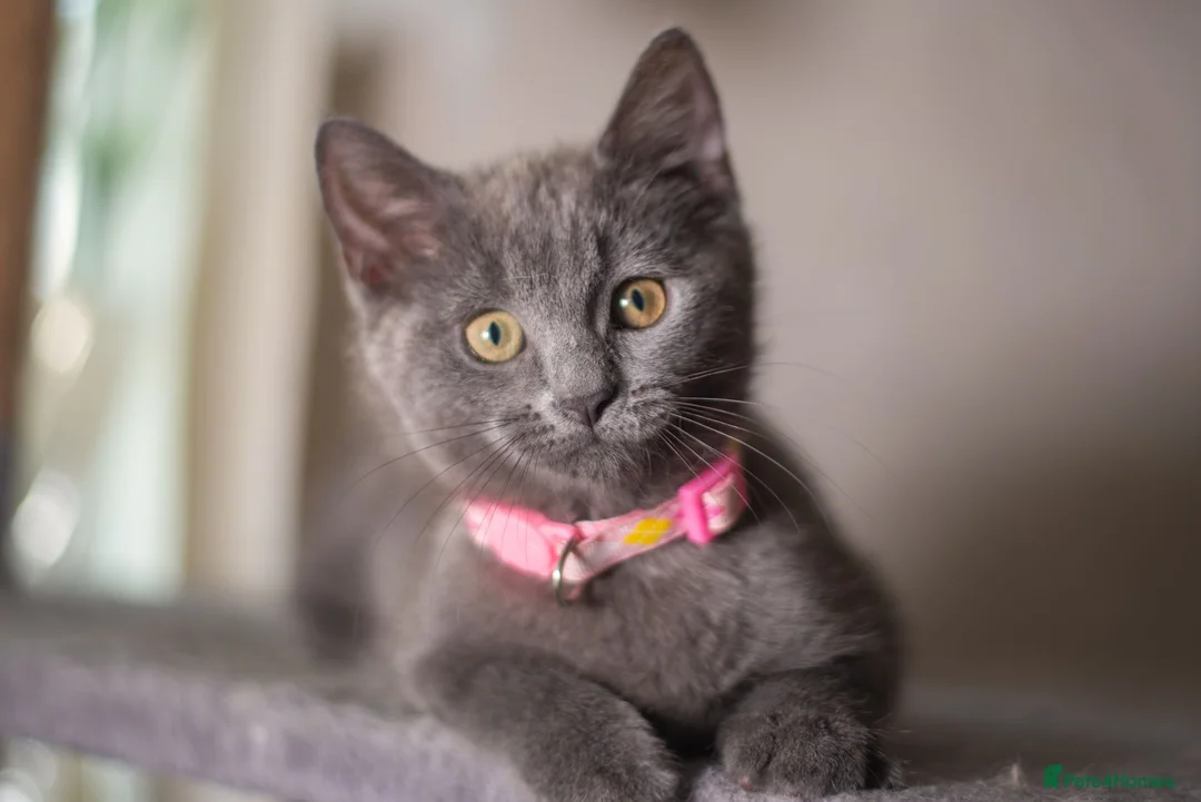 British Shorthair cats for sale: British shorthair kittens  - Advert 15