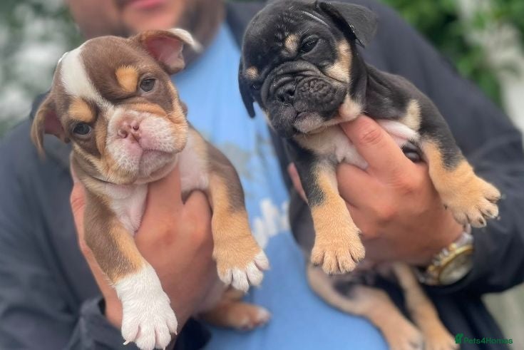 English Bulldog dogs English bulldog puppies  - Advert 2