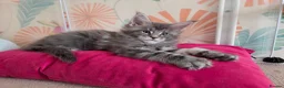 Maine Coon cats for sale: Stunning ACTIVE proven Male  in Gillingham - Advert 16