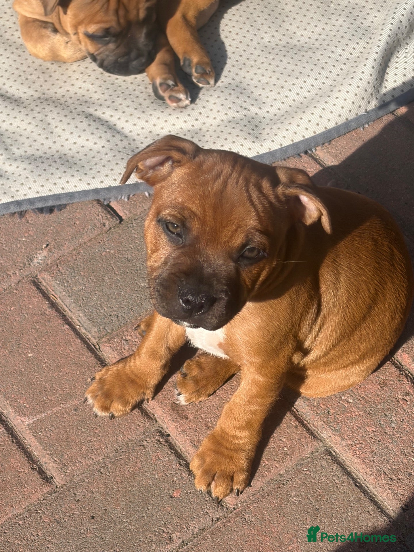 Staffordshire Bull Terrier dogs last 4 ready now champion lines  boys  - Advert 1