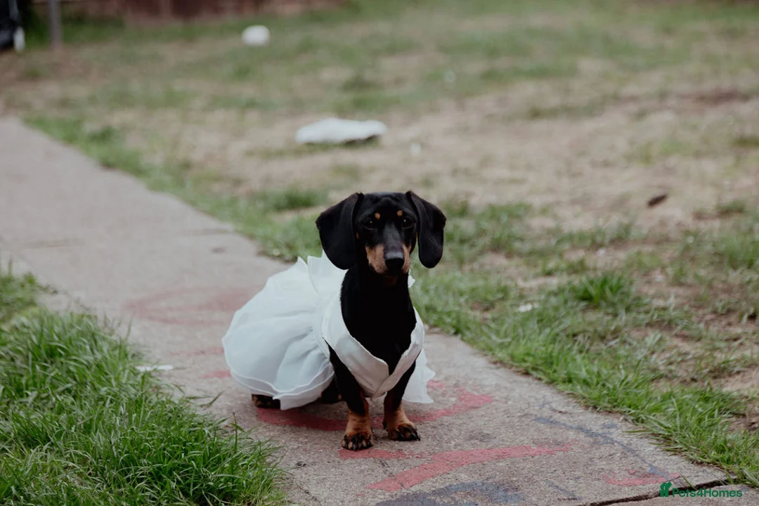 Miniature Dachshund dogs for sale:  Beautiful mini  dachshund  puppy - Advert 7