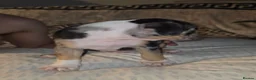Mixed Breed dogs for sale: Fraffies *staff/frenchie* - Advert 11