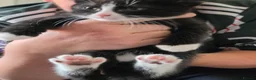 Mixed Breed cats for sale:  nicola clarke - Advert 2