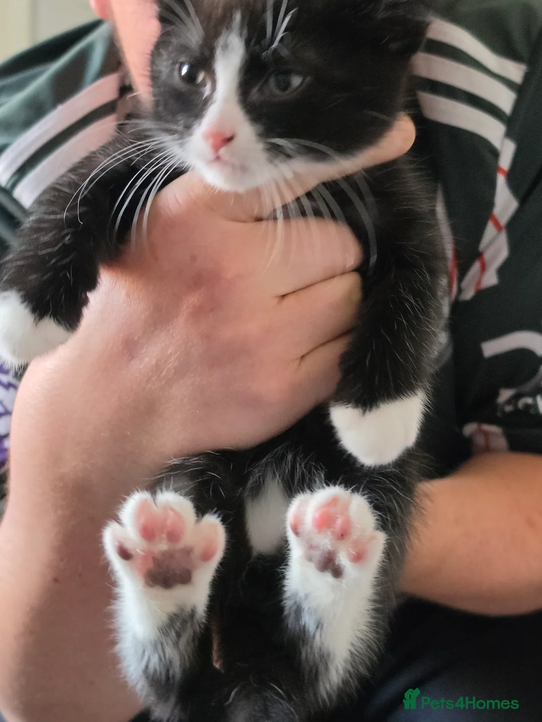 Mixed Breed cats for sale:  nicola clarke - Advert 2