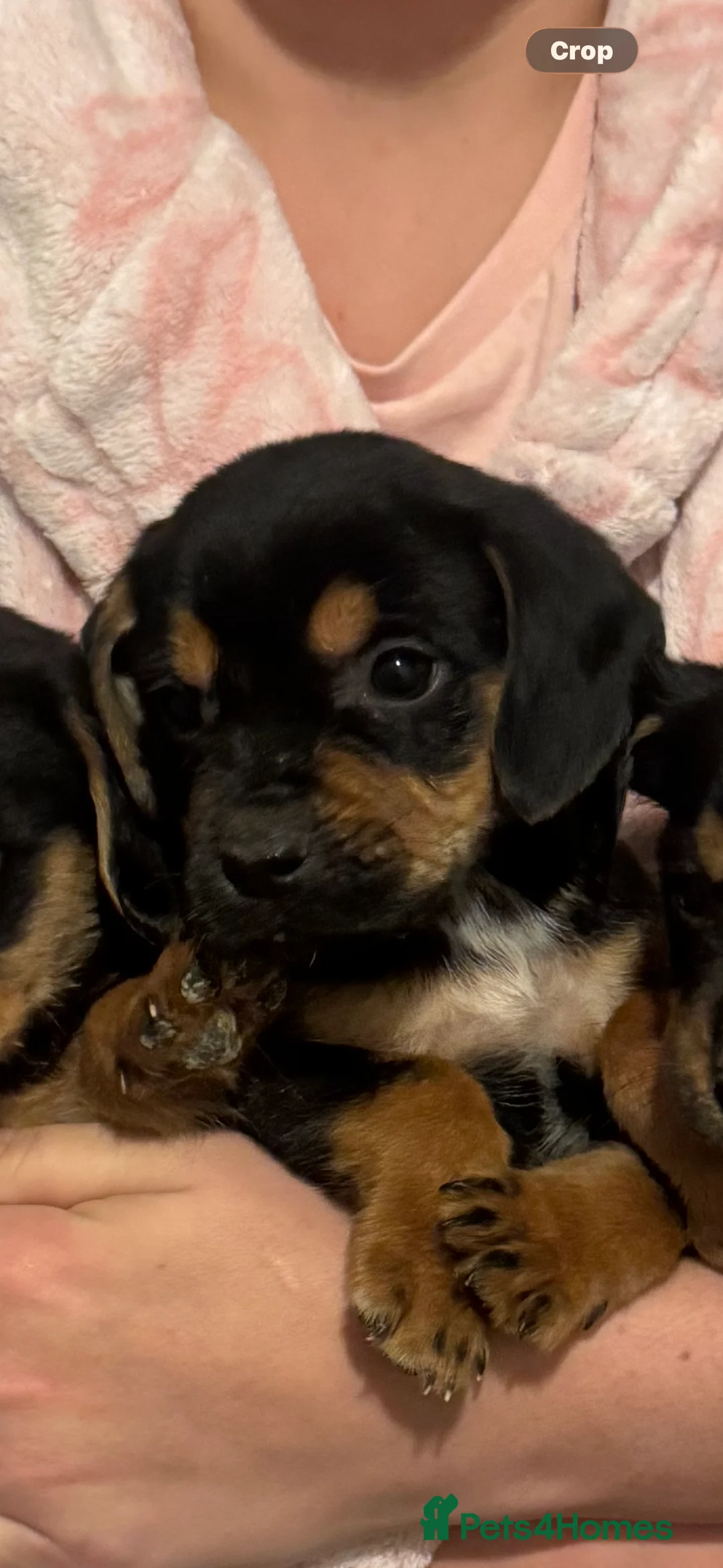 Cocker Spaniel dogs for sale: Show/working cocker spaniel pups lovely colours  in Lowestoft - Advert 2