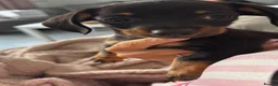 Chiweenie dogs for sale: 4 Gorgeous Chiwennie puppies - Advert 4