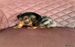 Miniature Dachshund dogs for sale: Beautiful litter of long haired mini dachshunds  - Image 23
