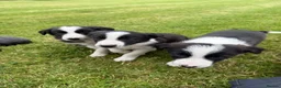 Border Collie dogs for sale: Border collie puppies  - Advert 5