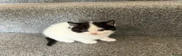 Mixed Breed cats for sale: Beautiful Ragdoll Cross Kittens – Ready Now  - Advert 5