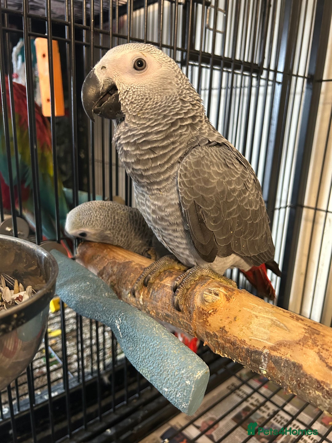 Parrots birds for sale: Hand Reared Baby African Greys  - Image 7