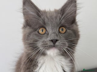 Maine Coon cats - Advert 31