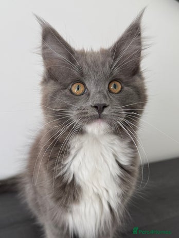 Maine Coon cats - Advert 1