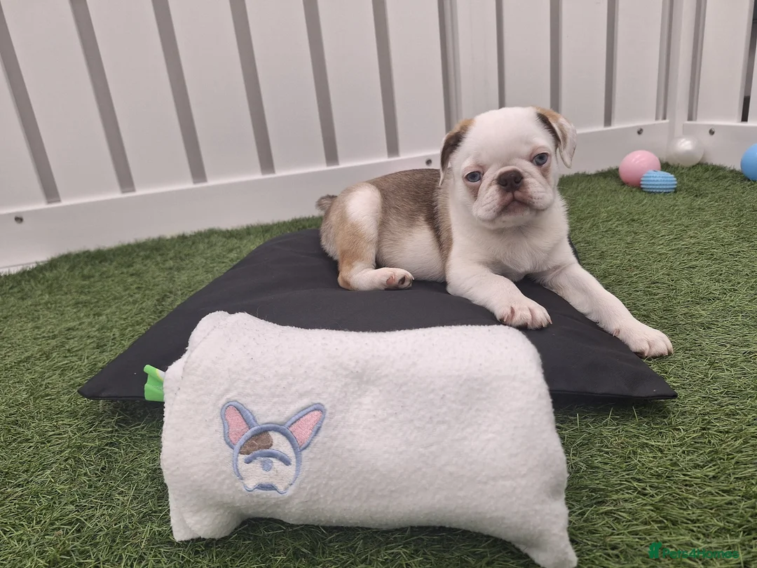 Pug dogs for sale: Rare panda pugs - Advert 4