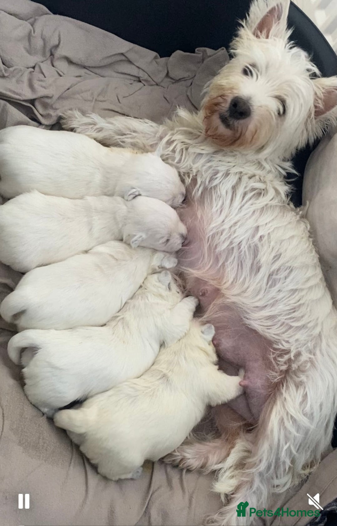 West Highland Terrier dogs for sale: Westie pups - Image 3