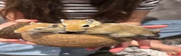 Gerbil rodents for sale: 4 male gerbils and detolf ikea enclosure in South Croydon - Advert 5