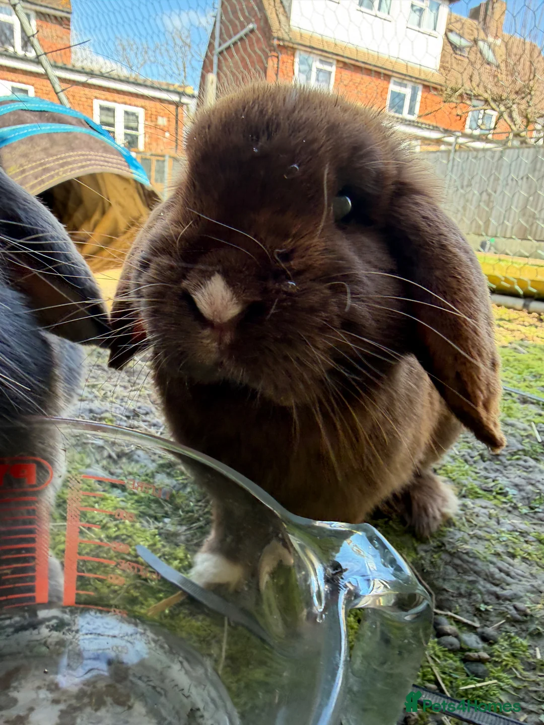 English Lop rabbits for sale: two bonded rabbits  - Advert 2