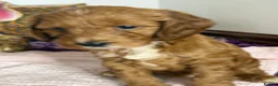Cockapoo dogs for sale: Adorable Cockapoo Puppies in Keighley - Advert 15