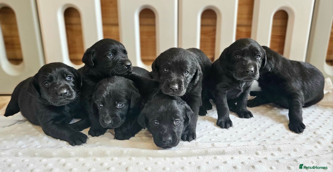 Labrador Retriever dogs for sale: 7 STUNNING BLACK LABRADOR PUPPIES - Image 8