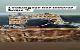 Staffordshire Bull Terrier dogs for sale: Blue and Black Staffordshire Bull Terriers - Image 19