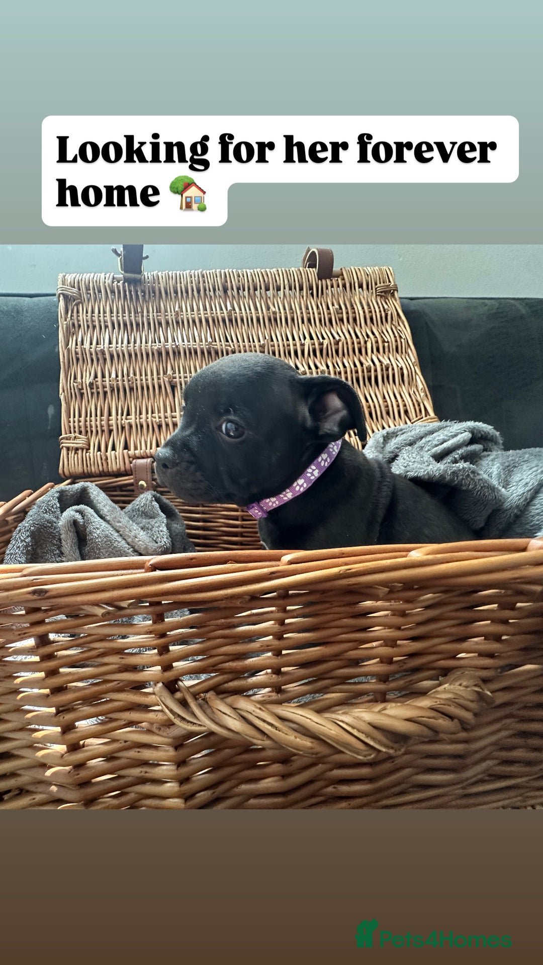 Staffordshire Bull Terrier dogs for sale: Blue and Black Staffordshire Bull Terriers - Image 19