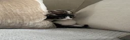 Mixed Breed cats for sale: 6 gorgeous kittens for sale - Advert 18