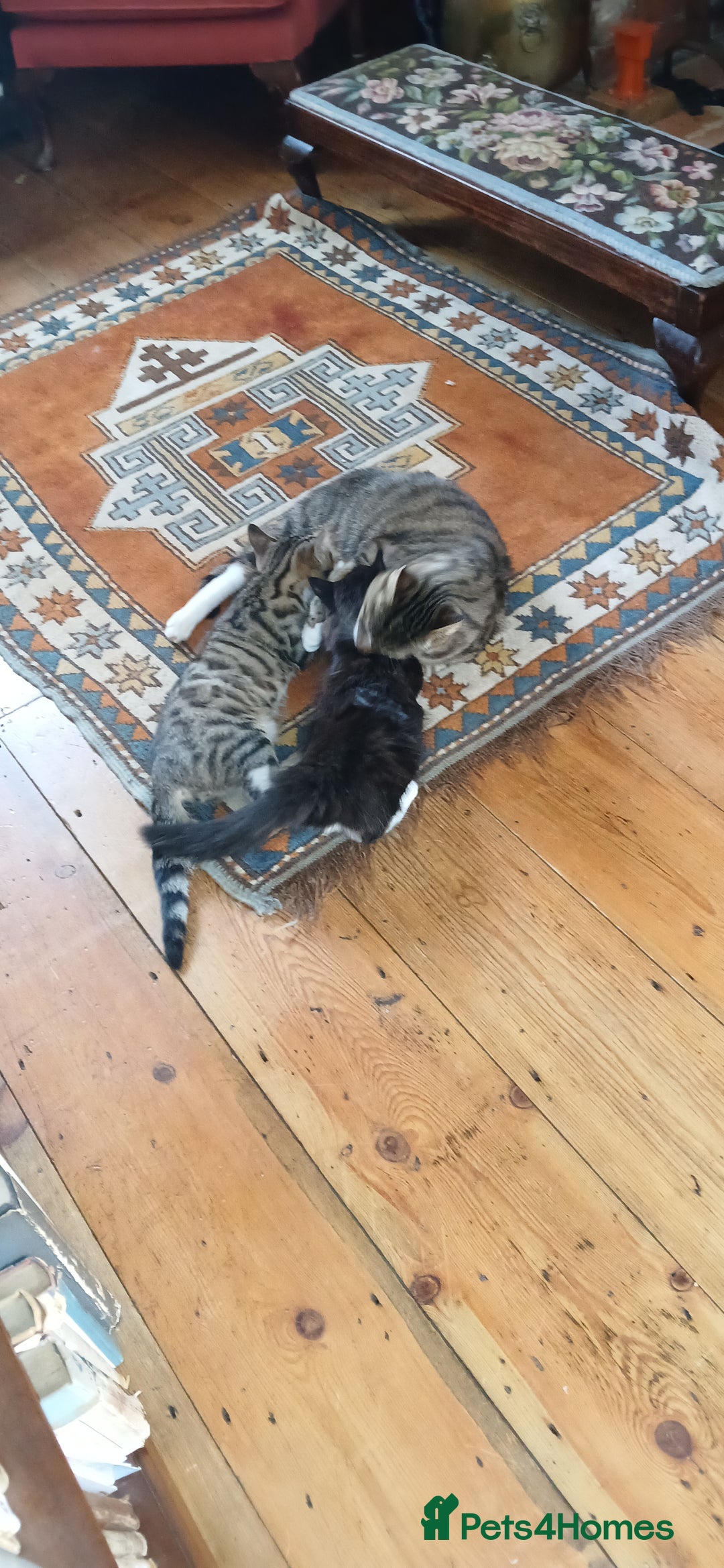 Mixed Breed cats for sale: Black and white female kitten - Image 2