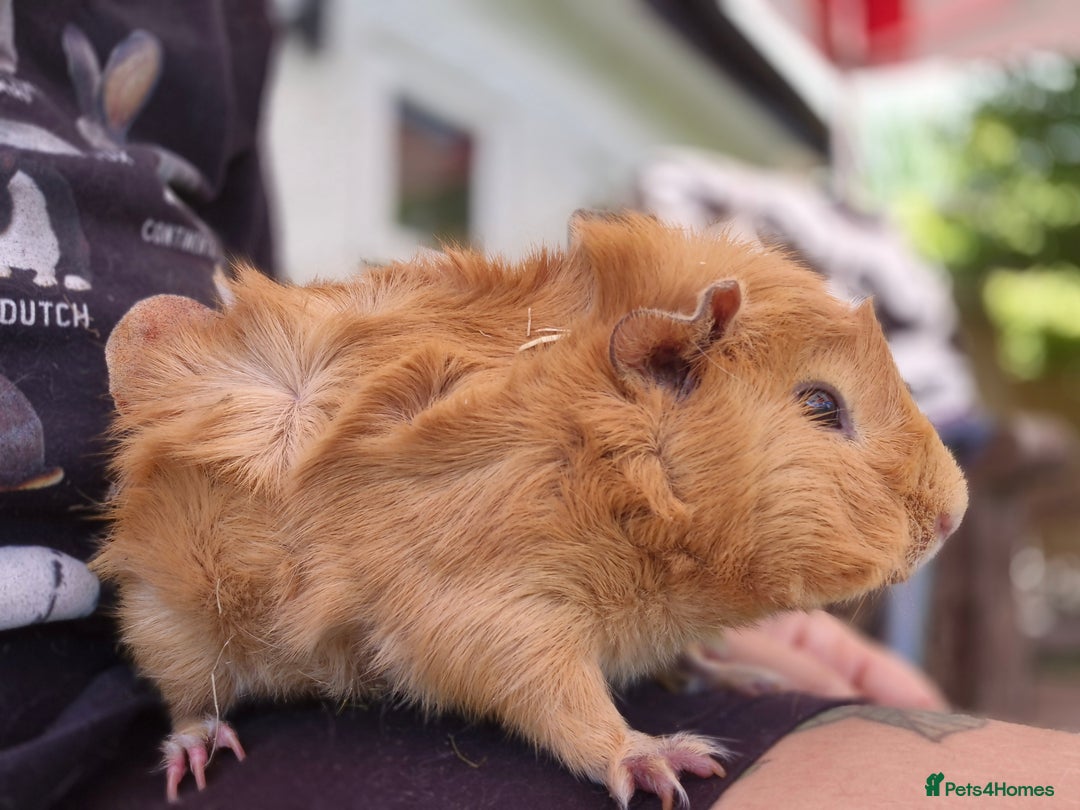 Guinea Pig rodents for sale: John & Casey bonded brothers - Image 6
