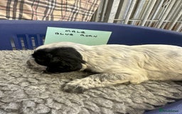 Cocker Spaniel dogs for sale: Two cocker spaniel litters for sale - Image 11