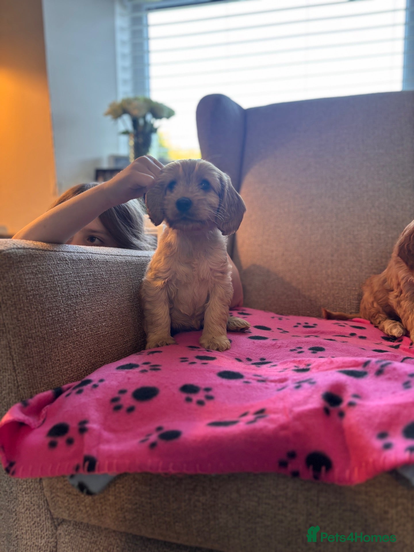 Cockapoo dogs Beautiful F1 Cockapoos Boys and 1 Girl available  - Advert 1