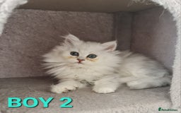 Persian cats for sale: READY NOW Persian Chinchilla kittens - Image 5