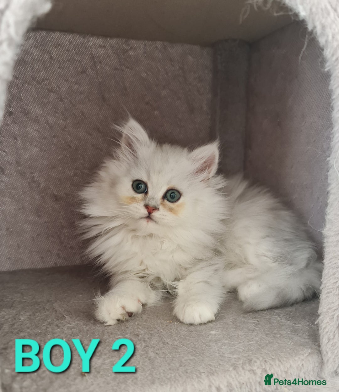 Persian cats for sale: READY NOW Persian Chinchilla kittens - Image 5