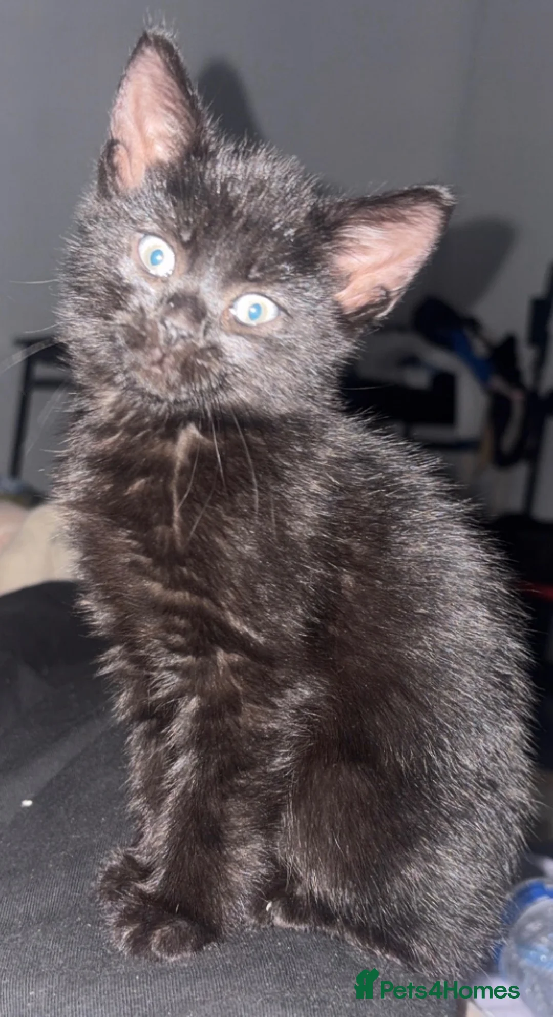 Mixed Breed cats for sale: Boy, kitten  - Advert 1