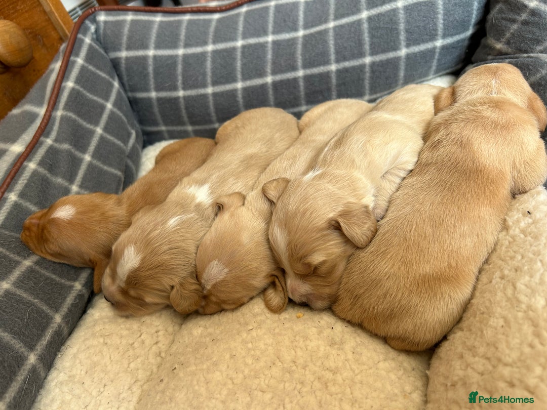 Cocker Spaniel dogs for sale: Working Cocker Spaniel Puppies  - Image 7