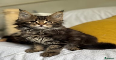 Maine Coon cats - Advert 16