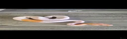 Python Snake reptiles for sale: Leopard Albino pied  in Woodbridge - Advert 2