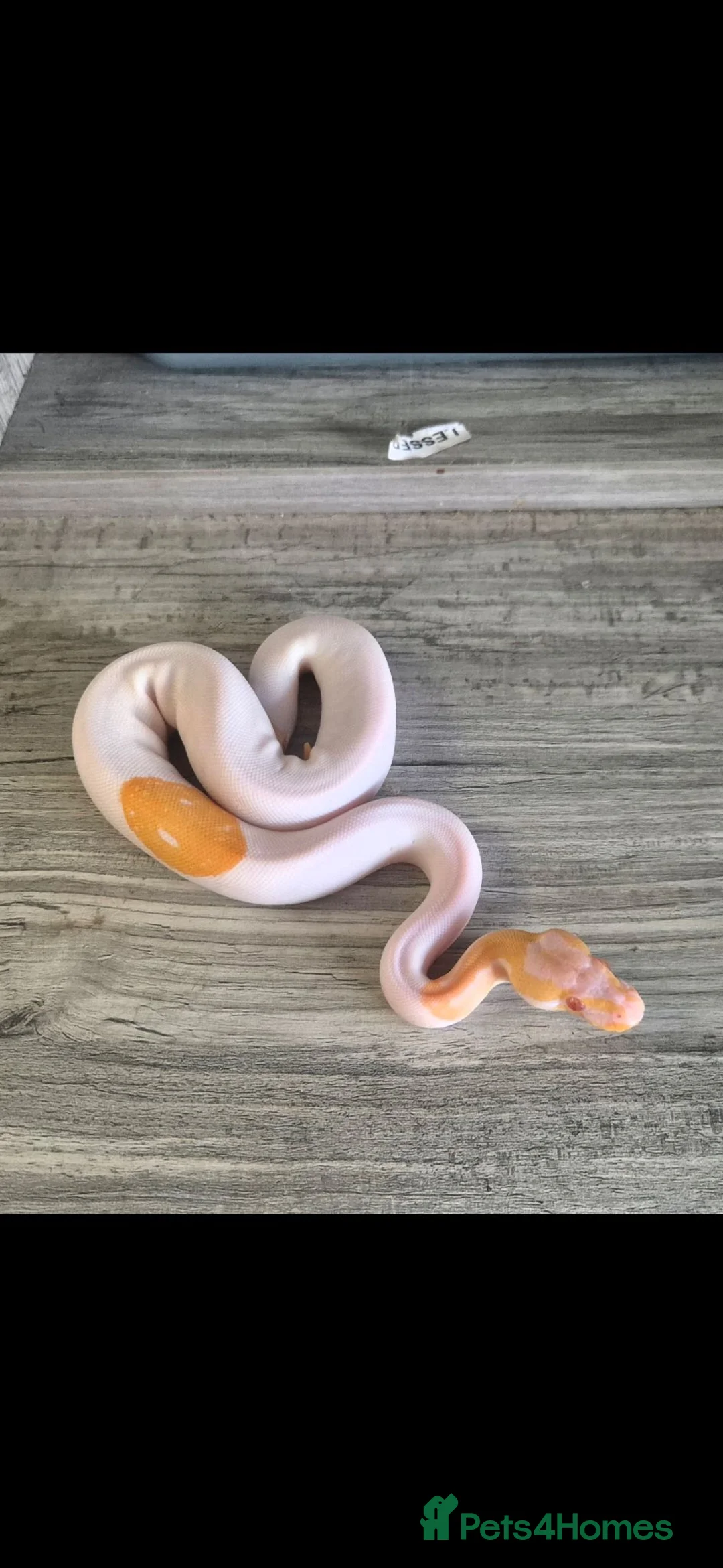 Python Snake reptiles for sale: Leopard Albino pied  in Woodbridge - Advert 2