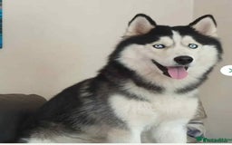 Siberian Husky dogs for sale: BEAUTIFUL SIBERIAN HUSKY PUPPIES  - Image 14