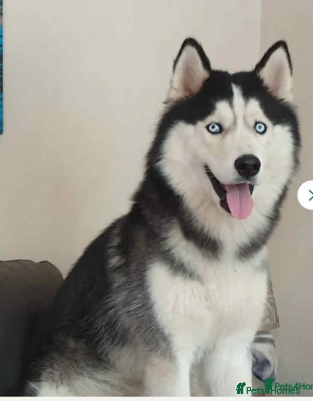 Siberian Husky dogs for sale: BEAUTIFUL SIBERIAN HUSKY PUPPIES  - Image 14