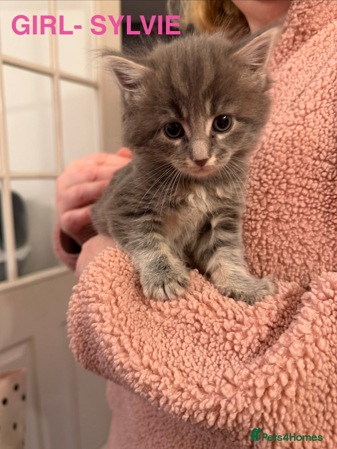 Maine Coon cats for sale: MAINE COON X’S, READY 29TH DECEMBER  - Advert 3