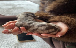 Miniature Dachshund dogs for sale: Beautiful litter of miniature dachshund  - Advert 11