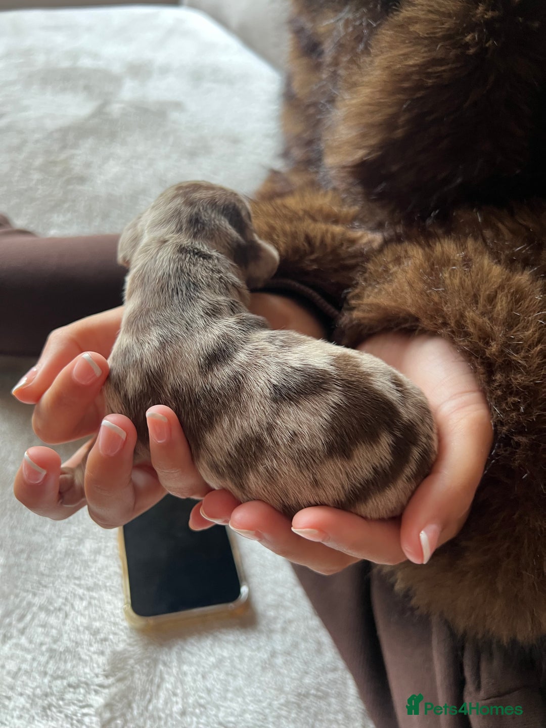 Miniature Dachshund dogs for sale: Beautiful litter of miniature dachshund  - Advert 11