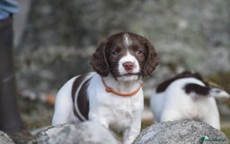 English Springer Spaniel dogs for sale: English springer spaniels  - Image 25