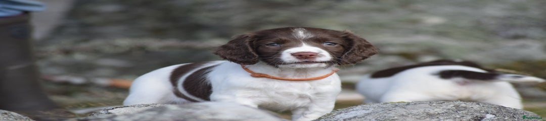 English Springer Spaniel Puppy 7