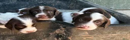 English Springer Spaniel dogs for sale: English Springer Spaniel Puppies - Advert 20