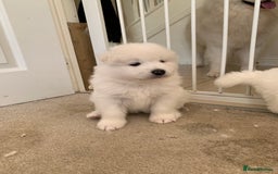 Samoyed dogs for sale: Samoyed puppies  - Image 5